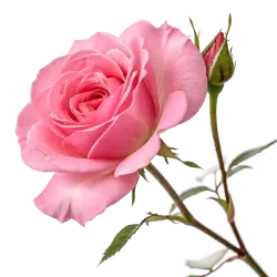 Imagen PNG para descargar